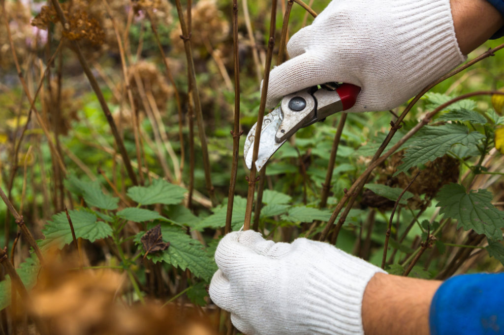 someone using a pair of secateurs to cut the stem from a hydrangea shrub outside