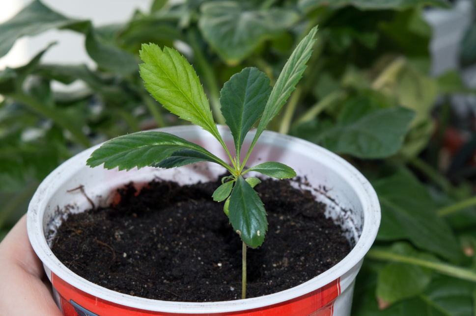 a quince tree seedling being held in a small pot