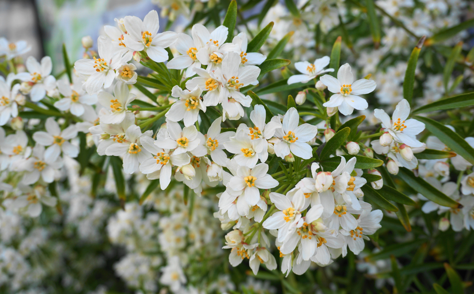 lots of white choisya flowers growing from the leaves of the shrub