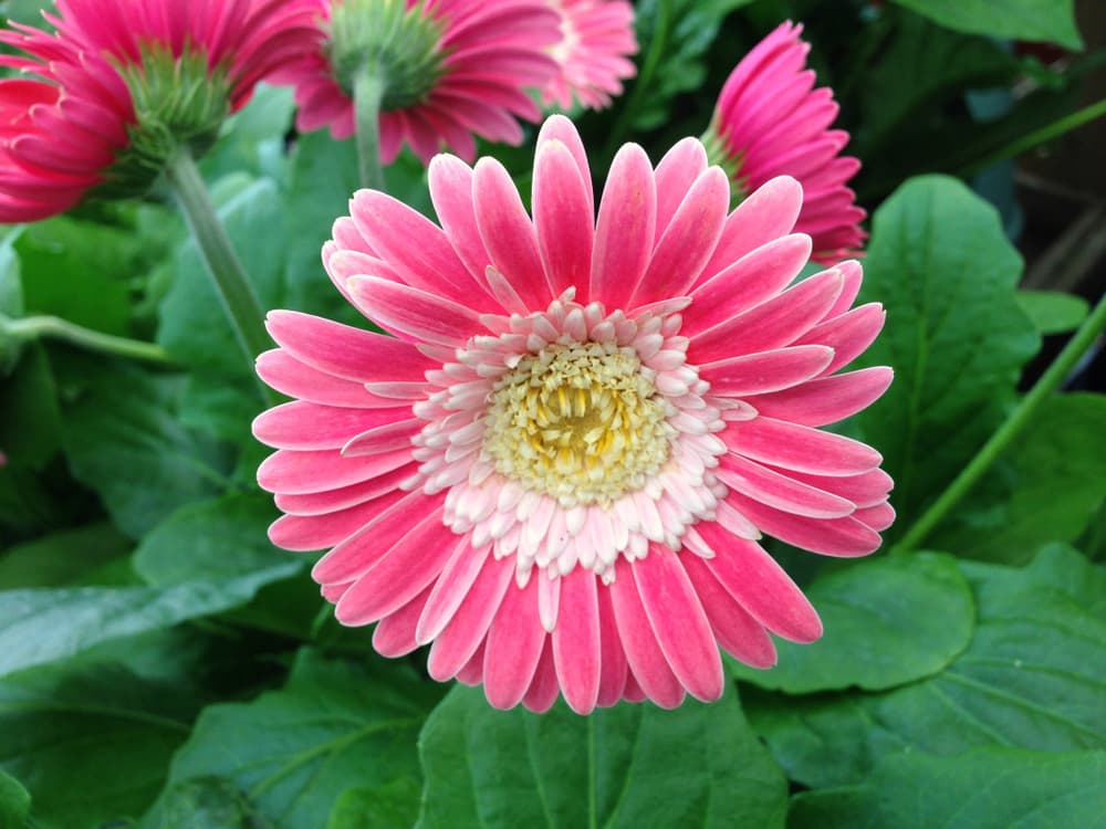 Gerbera 'Garvinea' in many different shades of pink