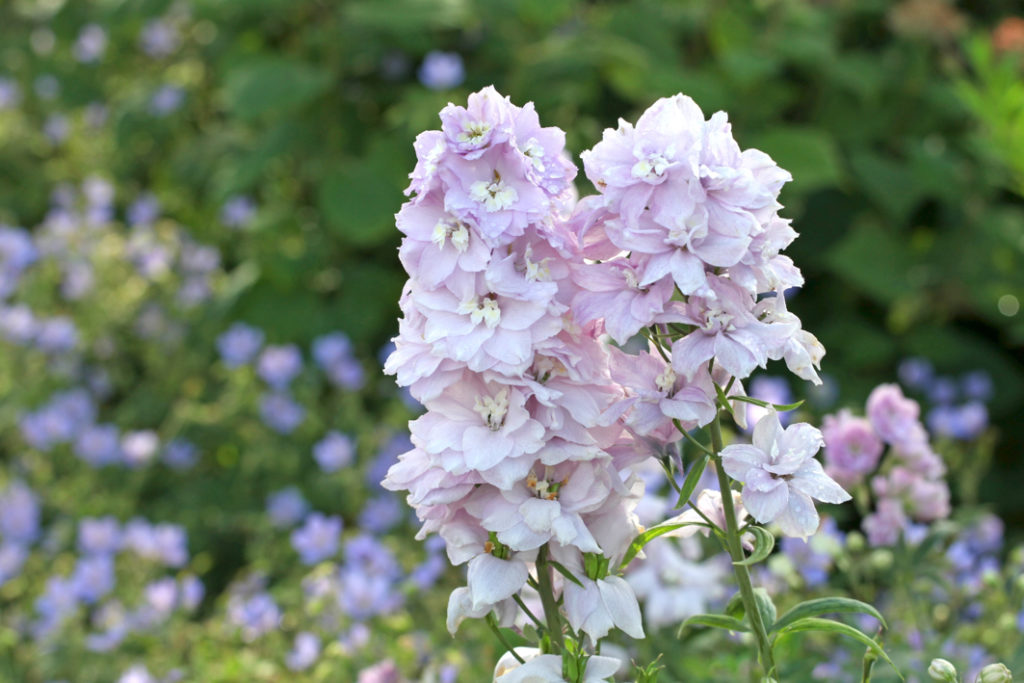 baby-pink flowers with white centres of a delphinium plant growing outdoors