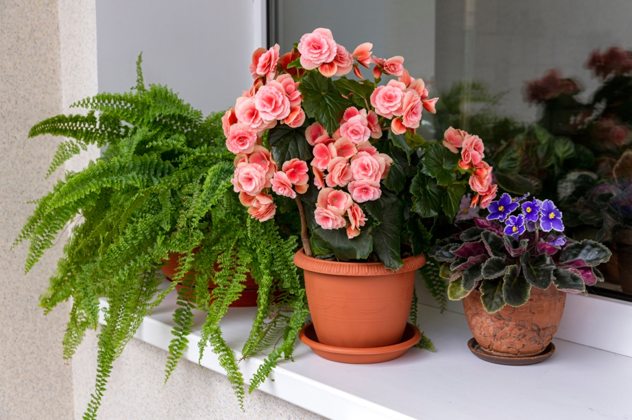 potted pink flowering begonia plant growing next to violet and fern on a windowsill