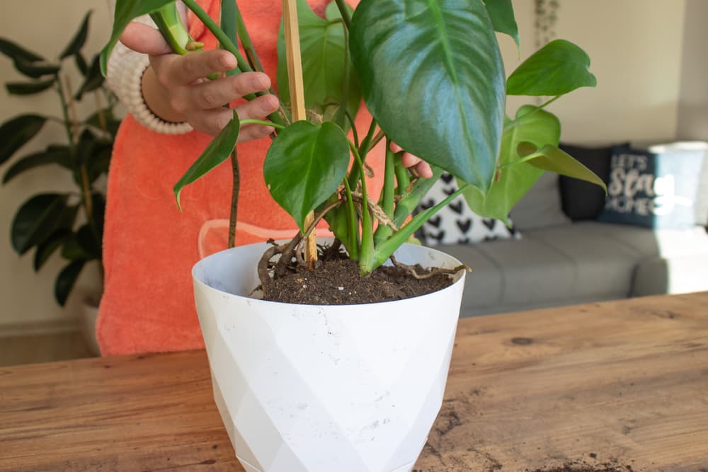 woman shown repotting a Monstera plant in a large white pot