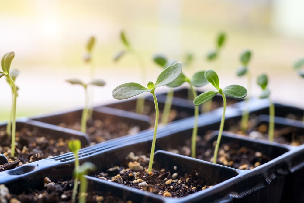 aster seedlings in a propagation tray