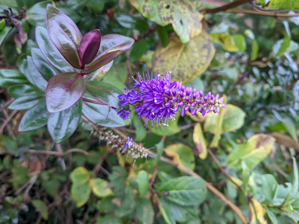 Caledonia hebe shrub with purple and green foliage and purple flowers