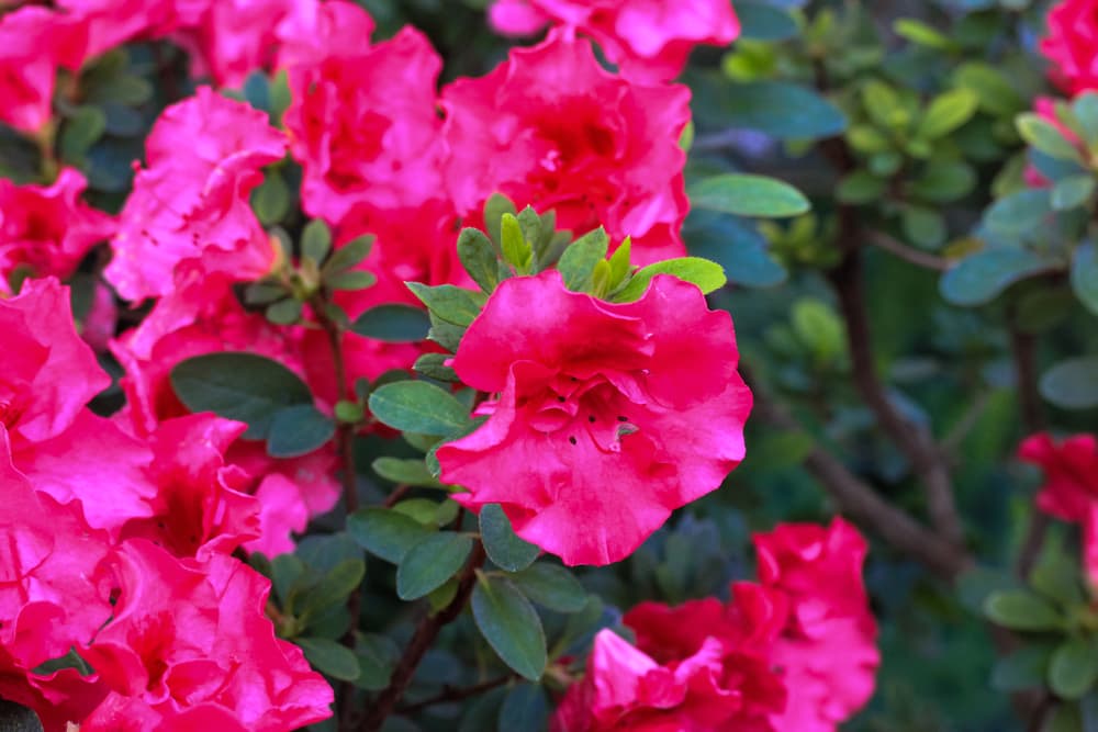 pink Azalea flowers with small, lobed leaves