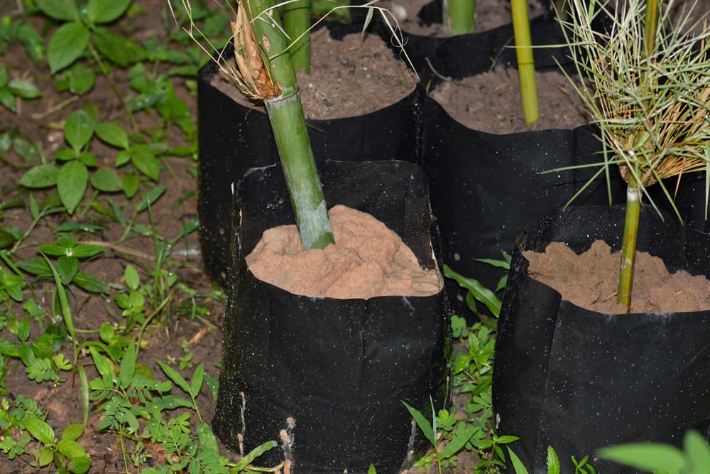 propagation of bamboo in many black coloured pots filled with sand and soil