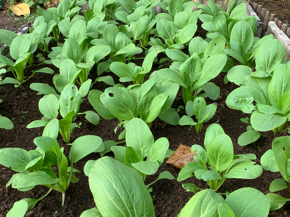 bomdong plants that have been sown in a garden bed growing next to each other