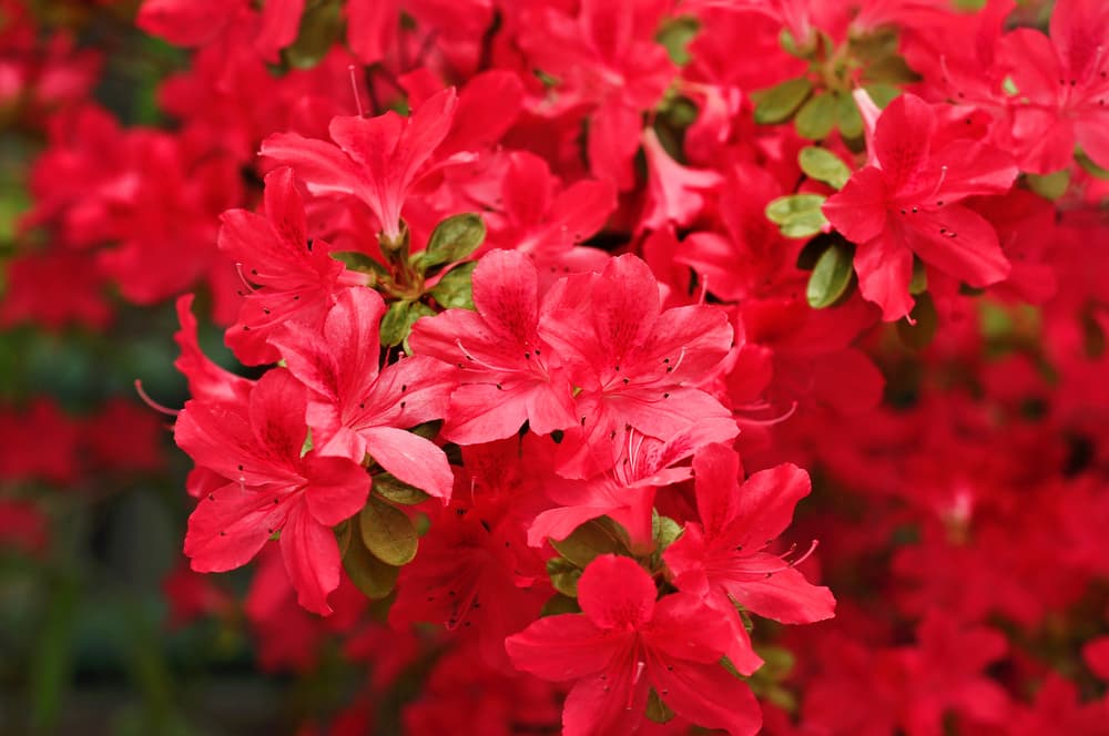 azalea Addy Wery in dark red