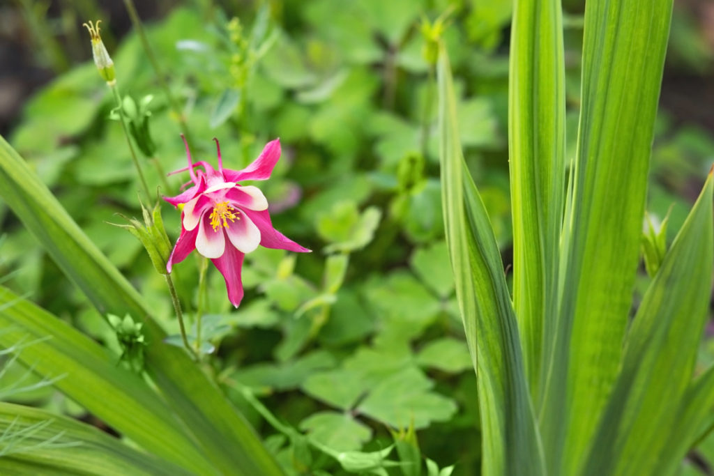 pink and white flowering aquilegia with green foliage growing outside