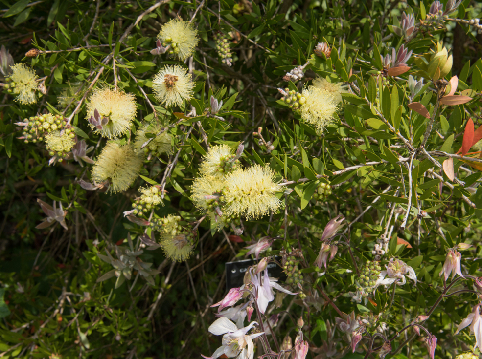 callistemon pallidus with lemony-cream brushes growing next to another white flowering shrub