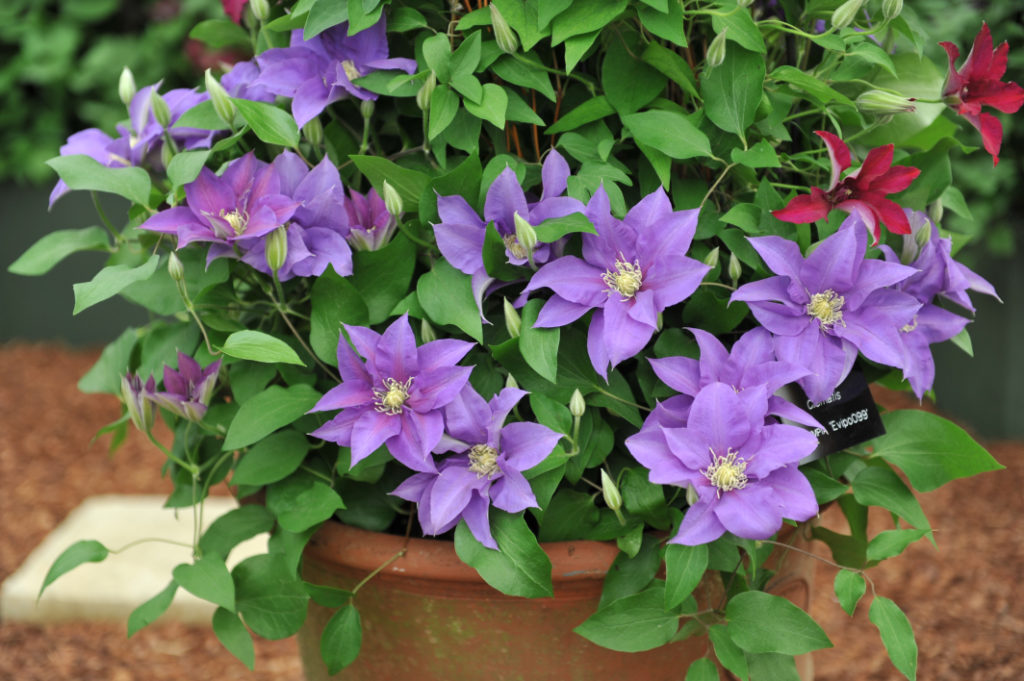 clematis OLYMPIA 'Evipo099' part of a Chelsea Gold Medal exhibit by Thorncroft Clematis in 2019