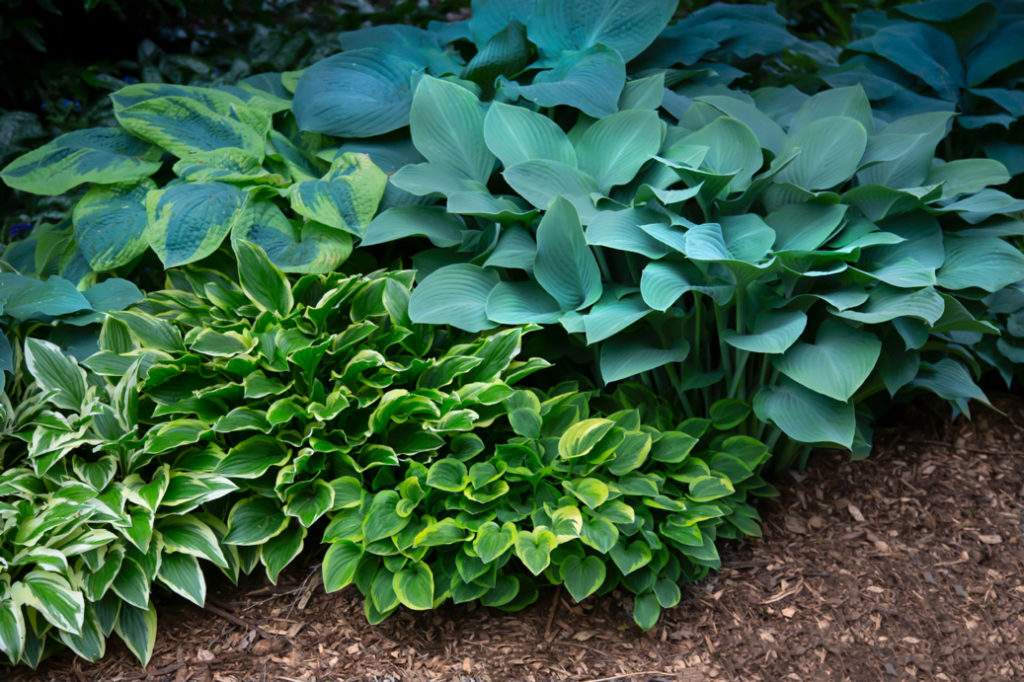 different varieties of hostas growing outside, some with variegated foliage