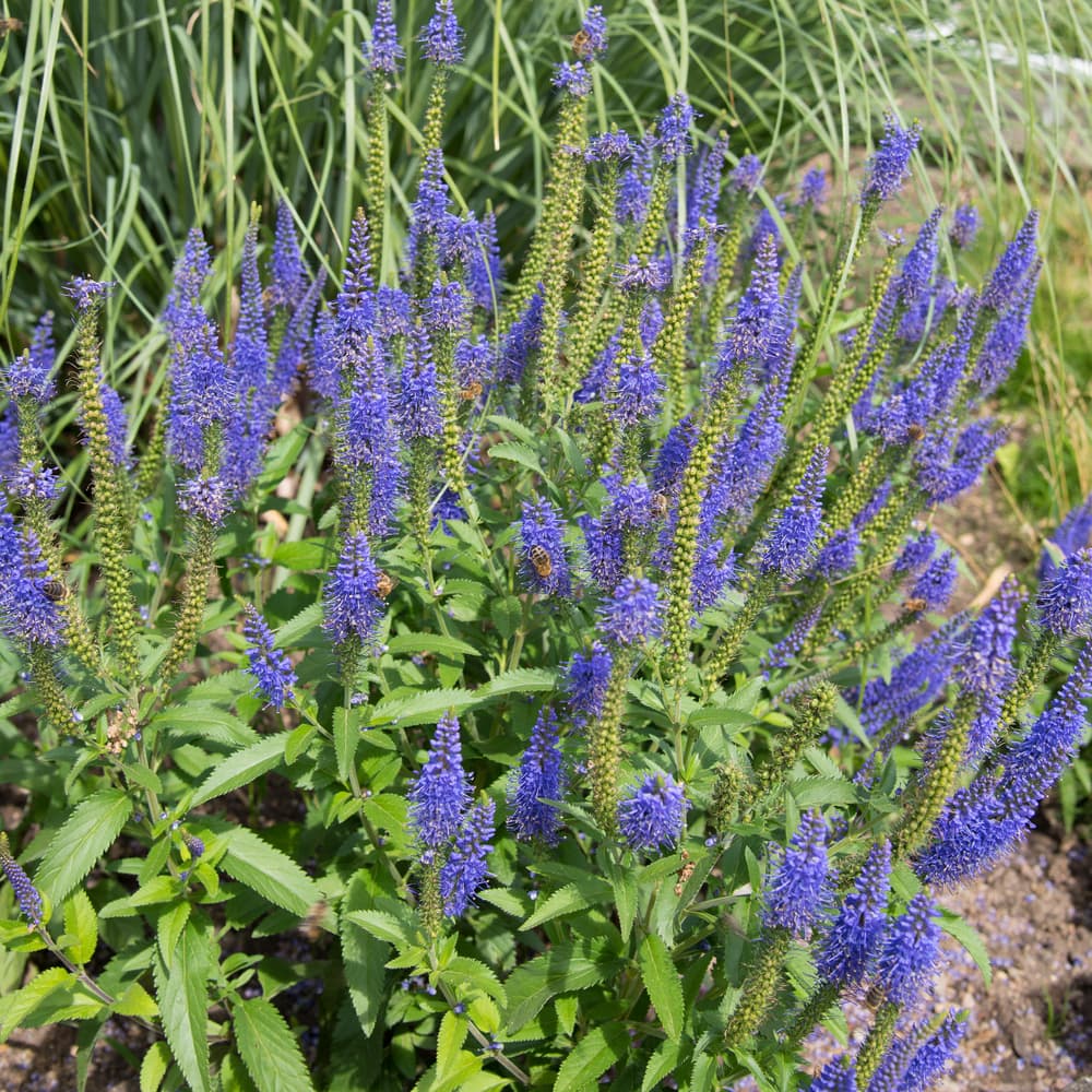 long-leaved Veronica longifolia with pointed blue flowers