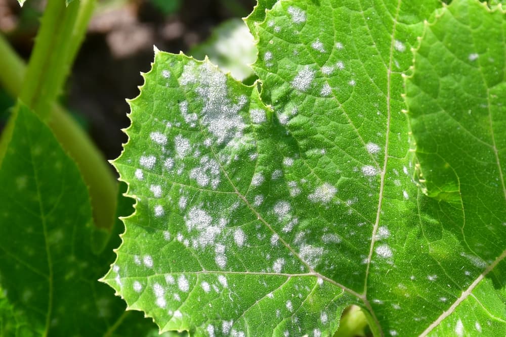 magnified view of powdery mildew on plant foliage