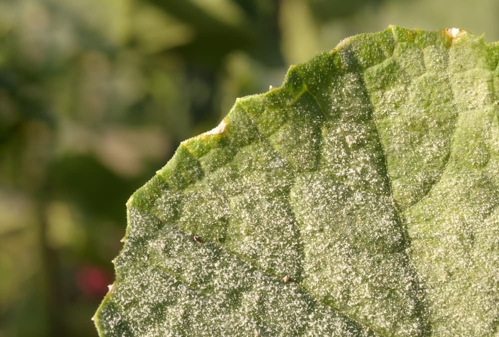 magnified view of powdery mildew on a plant leaf