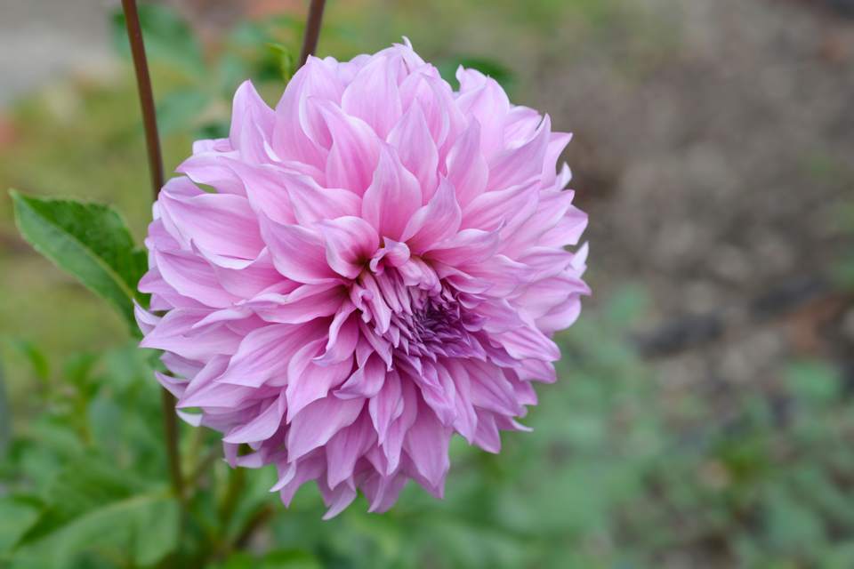 pink flower from a 'vassio meggos' dahlia growing outdoors