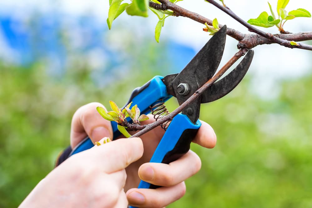 blue secateurs being used to prune the branches of a cherry tree