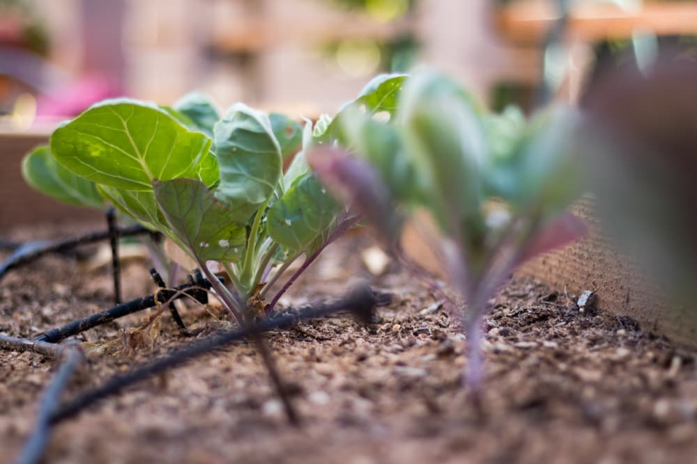 seedlings of brussels sprouts with a water irrigation system