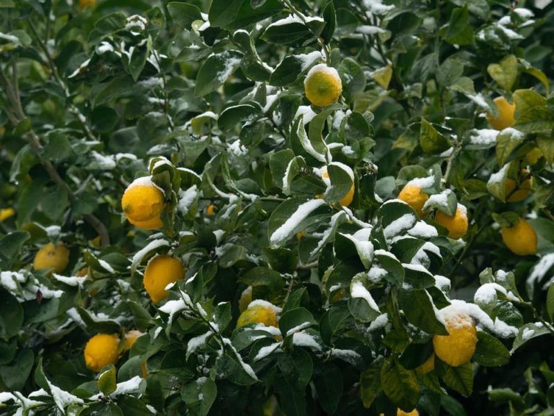 How To Grow A Lemon Tree At Home Horticulture.co.uk