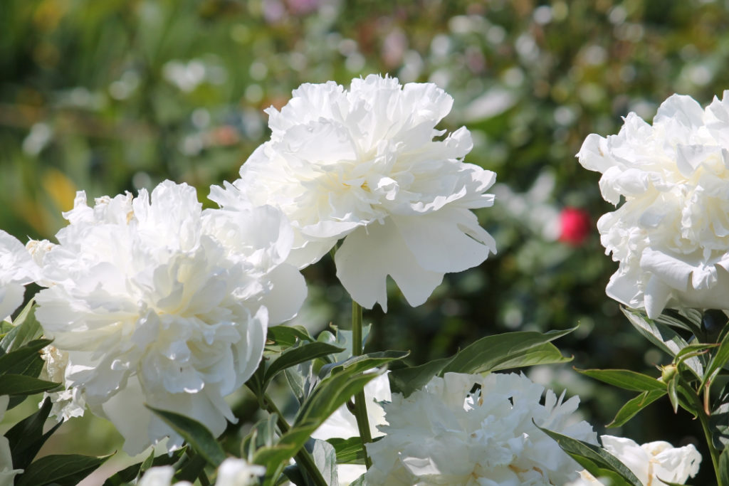 pure white flowers from Peony lactiflora 'Duchesse de Nemours’ growing outdoors