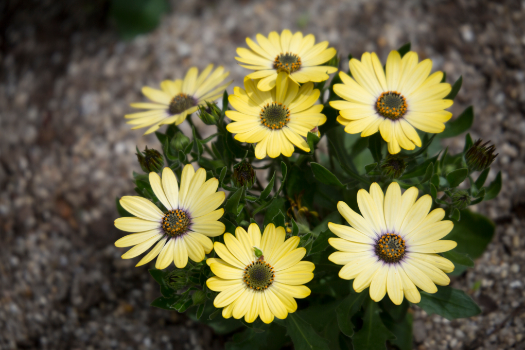 African daisy 'buttermilk' with yellow flowers growing from the ground outside