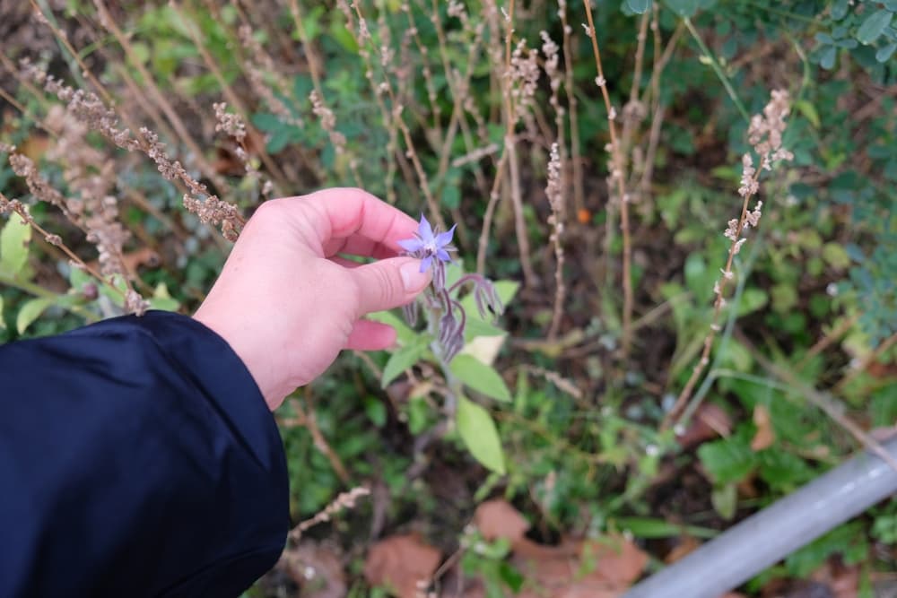 hand deadheading a flowering borage with finger and thumb