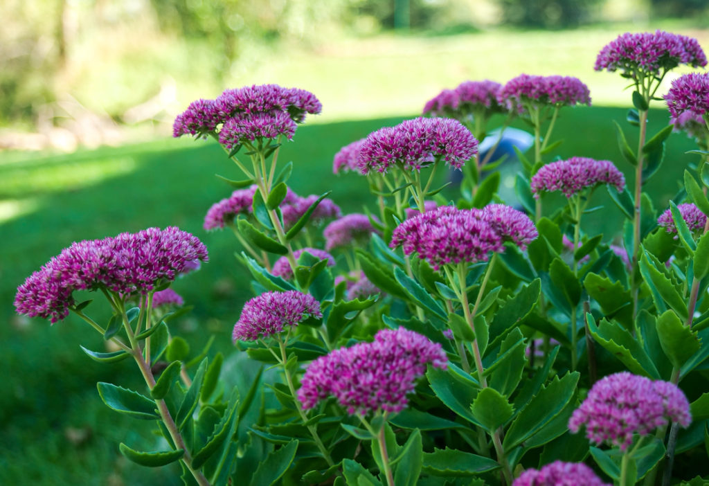 purple flowering  Sedum spectabile growing in front of a grassy garden in a garden bed