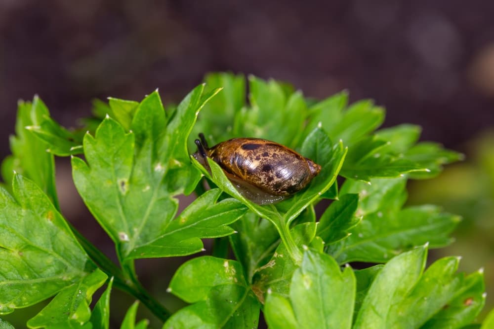 slug resting in green leaves of parsley