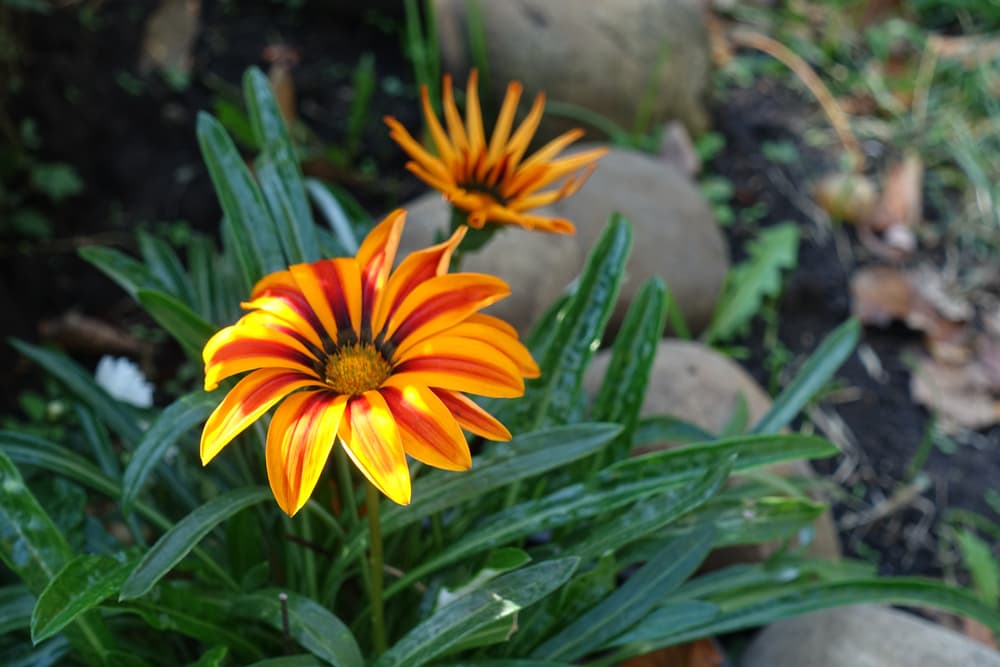 flowers of G. ‘Big Kiss Yellow Flame’ with rocks in the background