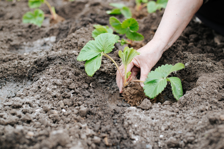 someone planting a young strawberry plant into soil in the ground outside