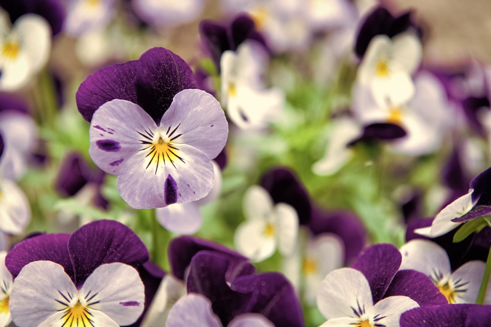 different shades of purple pansies with yellow centres growing together