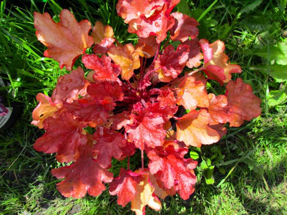 birds eye view of Heuchera 'Autumn Leaves' plant