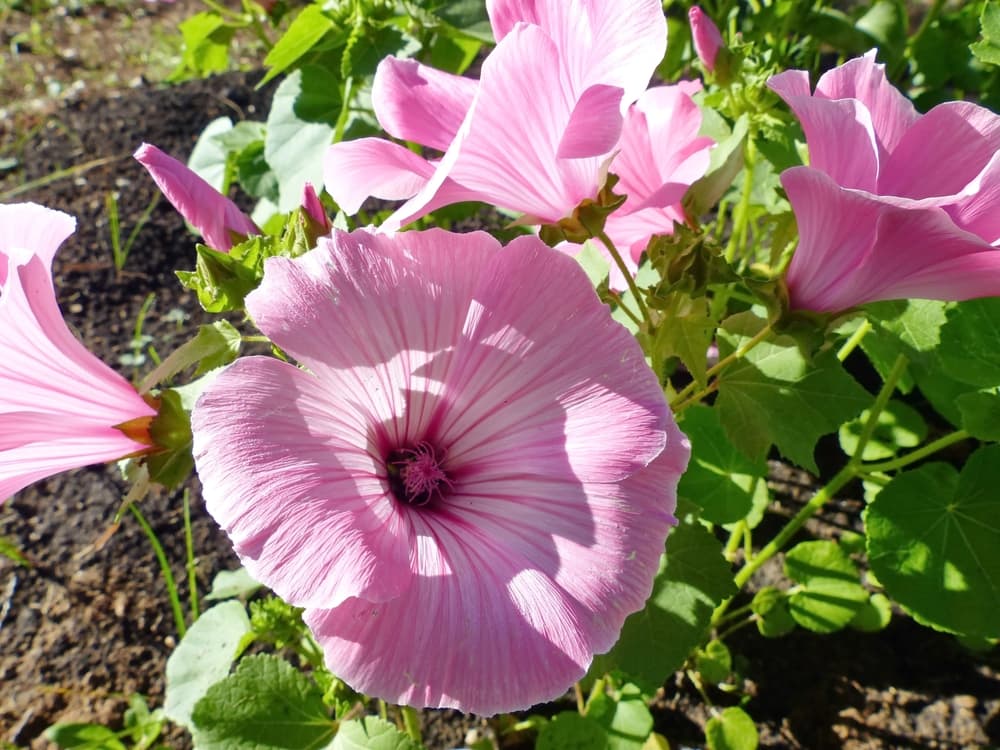 large open ornamental blooms of lavatera in colours of pink and white