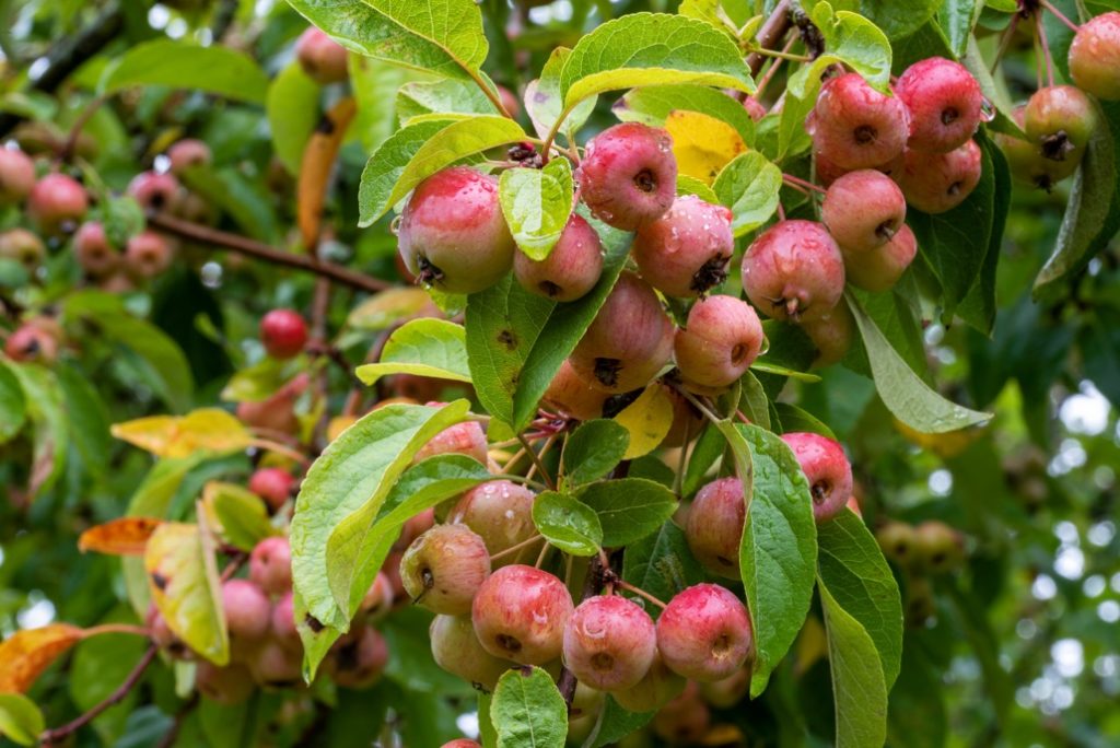 fruits of Malus ‘Evereste’ on the branches of the tree