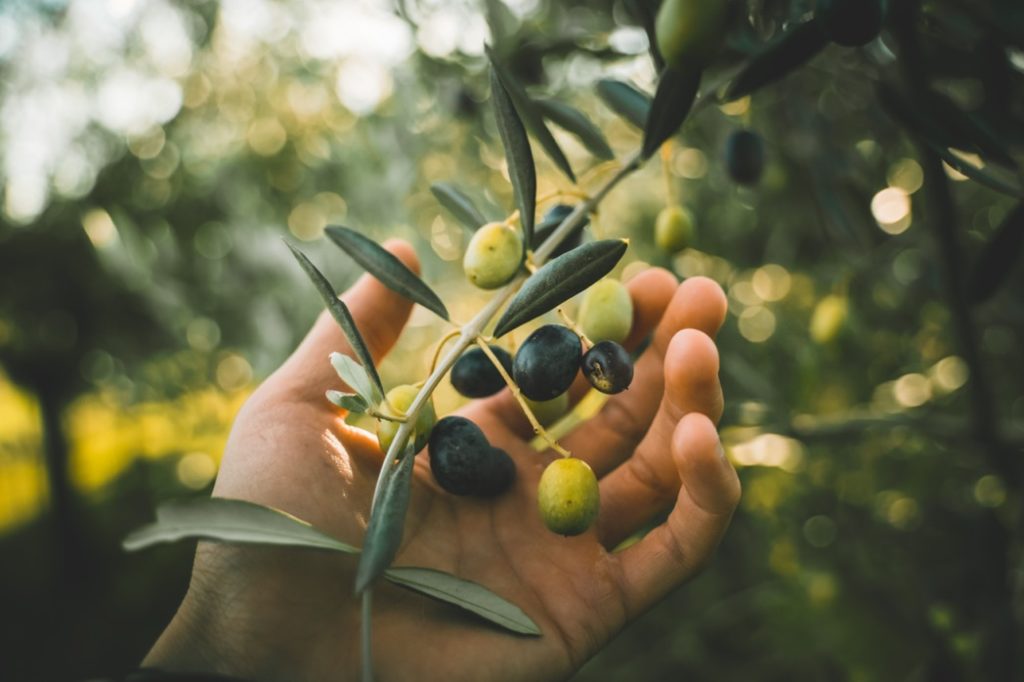 a hand holding green and black olives from the stem of an olive tree plant growing outside with a blurred out background