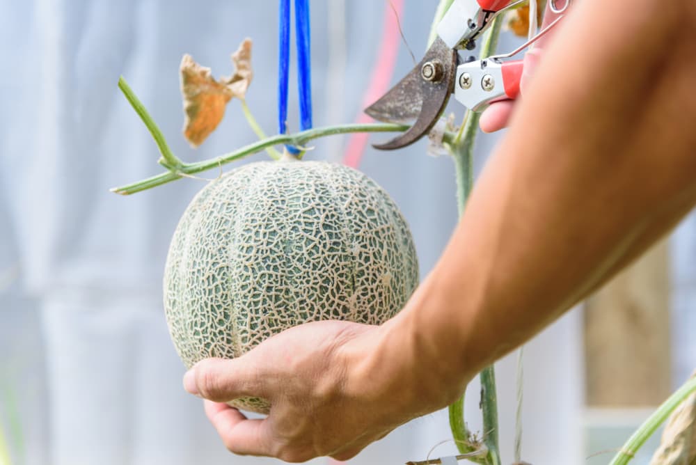 secateurs being used to harvest cantaloupe melons