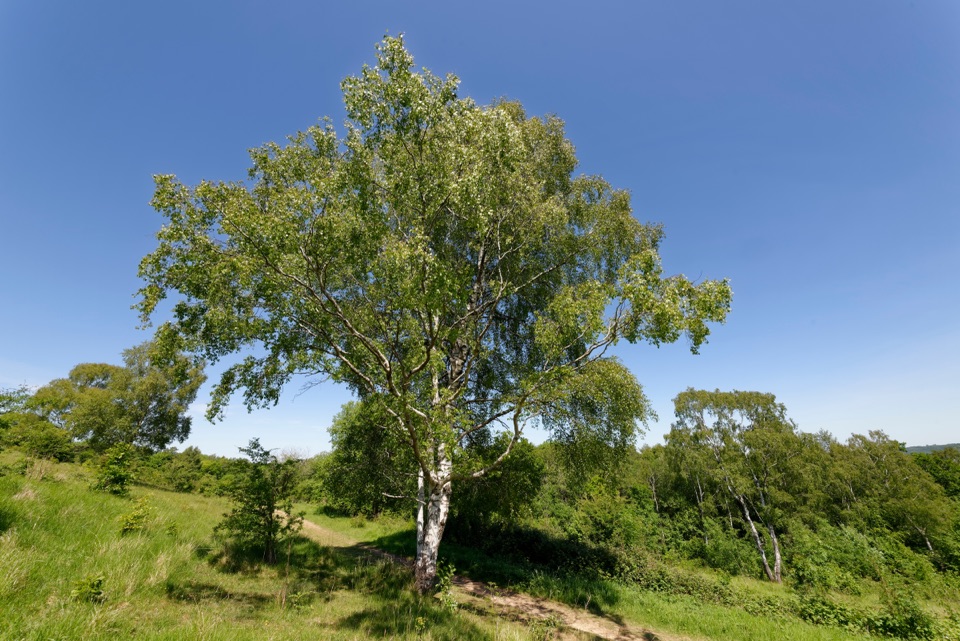a large birch tree casting a shadow over a grassy area with other trees and a blue sky behind it