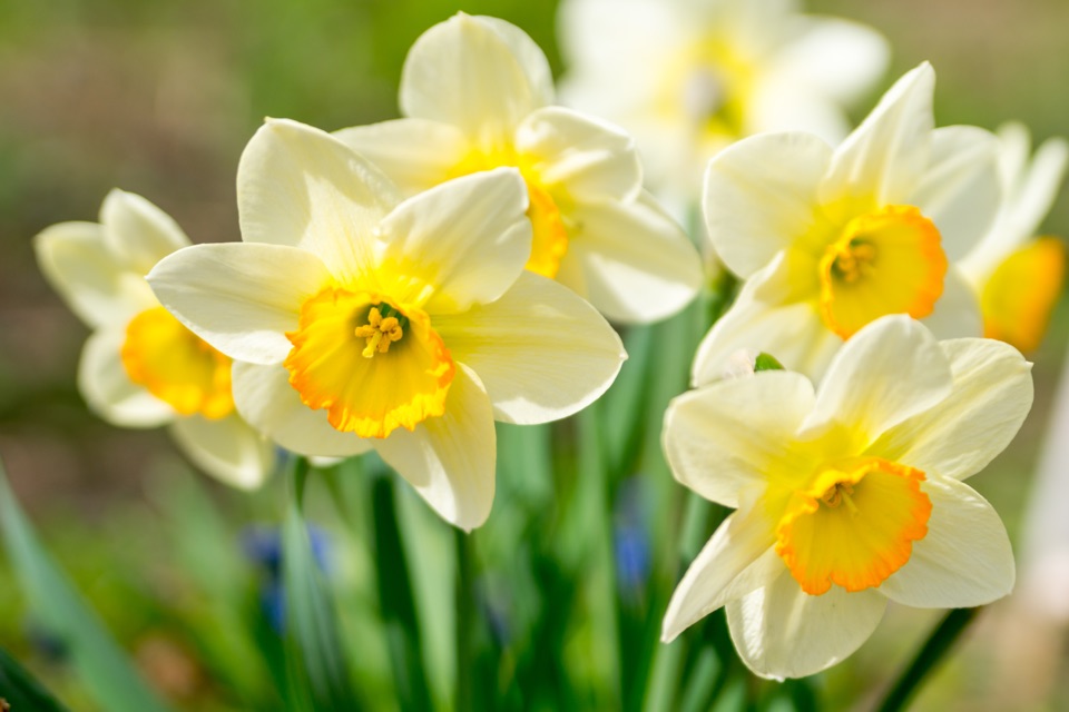 white daffodils with yellowy-orange centres growing in a clump outside