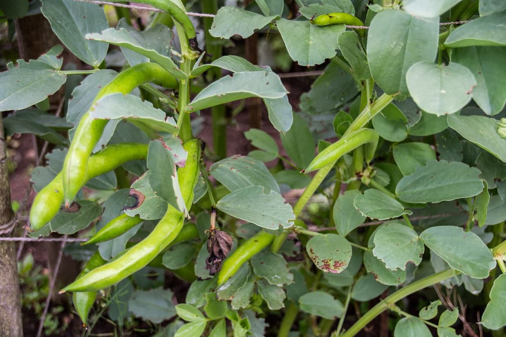 vicia faba plants with beans ready to pick