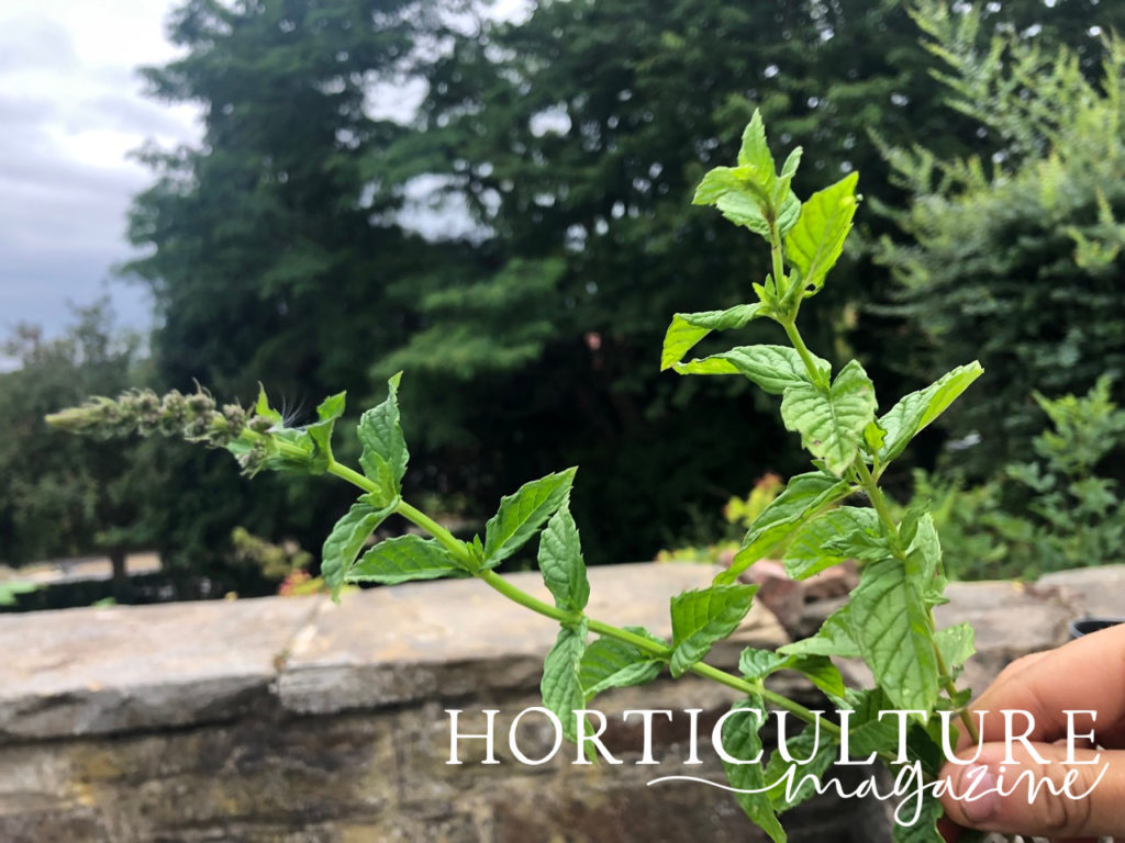 two sprigs of mint, one with flowers on the end, being held in front of a stone wall with trees and a cloudy sky behind it