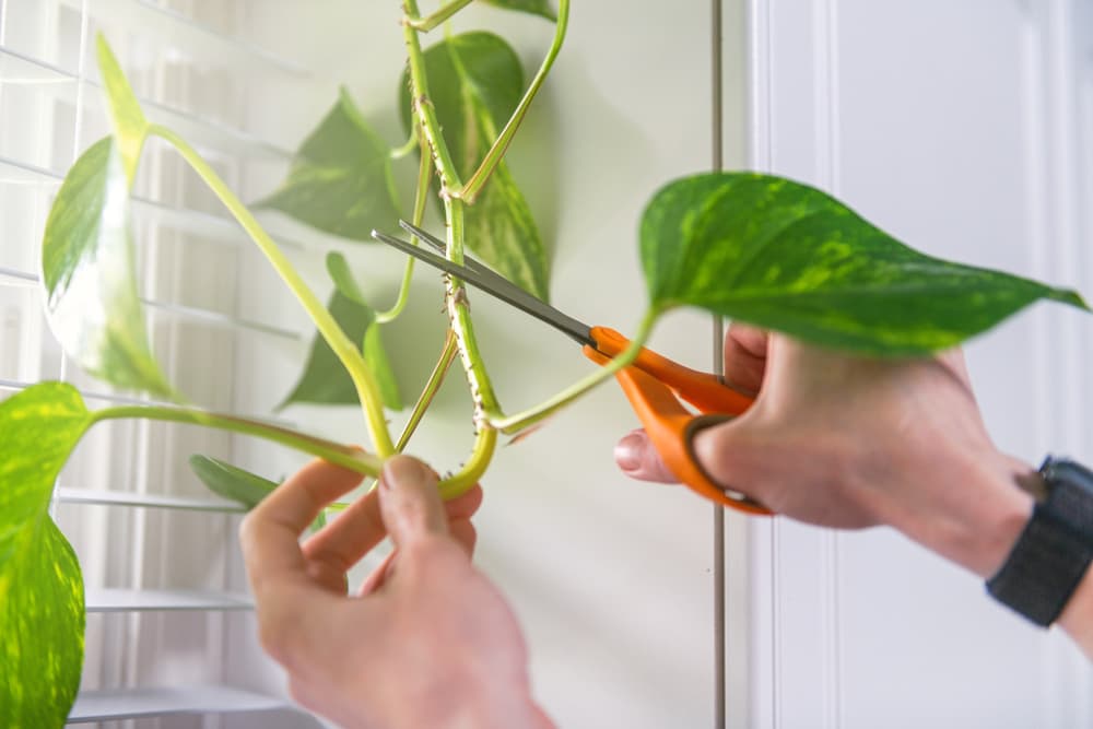 orange scissors being used to snip a branch of Pothos for propagation