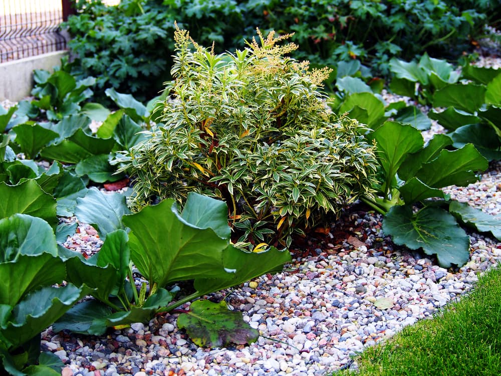 Pieris japonica 'Flaming Silver' growing with Bergenia in a heavily gravelled garden border