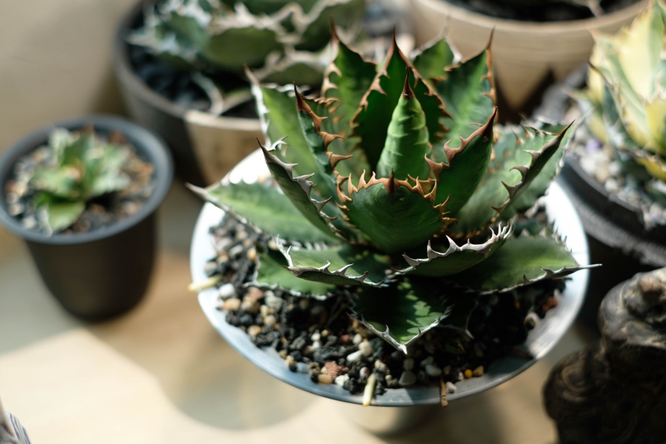 small potted agave houseplant with brown on the edges of its leaves