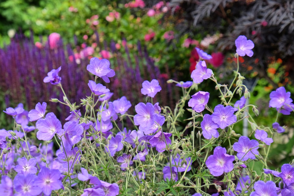 purple hard geraniums growing outside in front of other pink, purple, orange and red plants