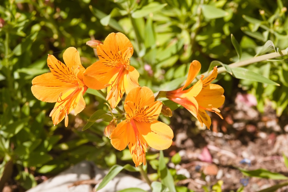 four yellow heads of an alstroemeria plant growing outside with green foliage behind it