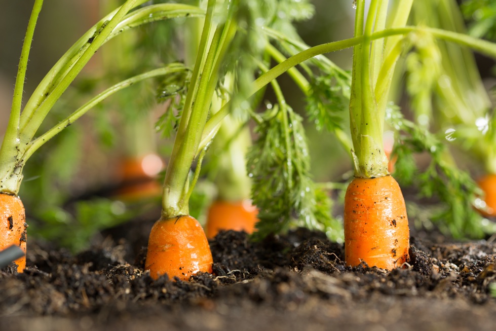 several carrots with long green stalks sprouting from some soil