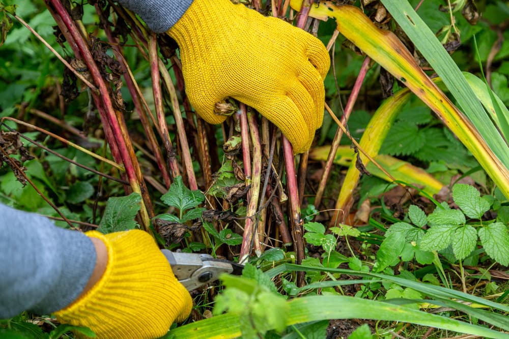 peony stems being cut down to the soil by secateurs
