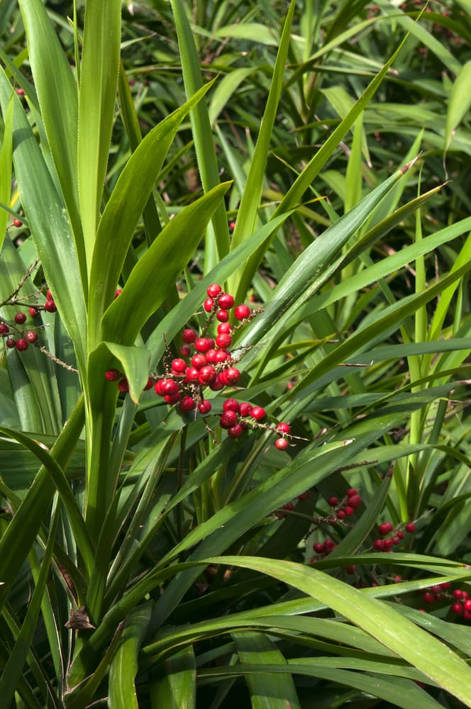 C. congesta with spiky green leaves and red berries