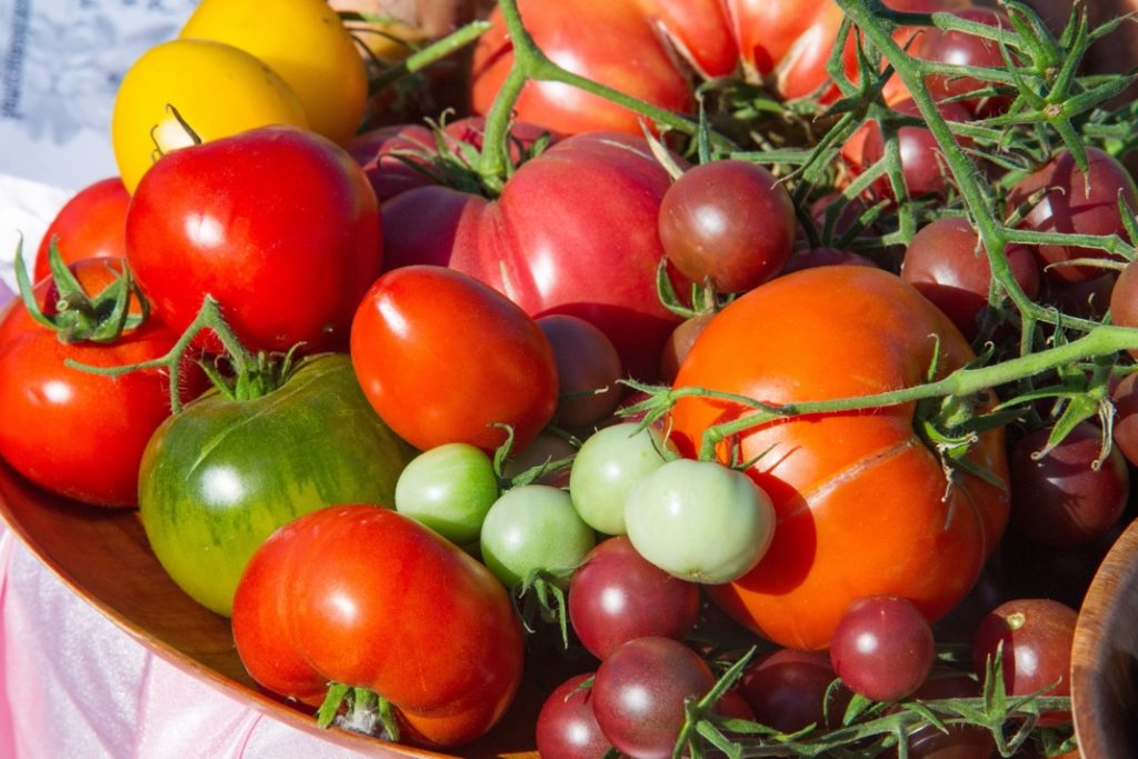 a bowl full of red, purple, orange, green and yellow tomatoes that have been harvested